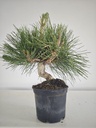 * P 16 Pinus thunbergii, 70 euros con envio gratis peninsula.