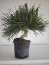 * P 16 Pinus thunbergii, 70 euros con envio gratis peninsula.