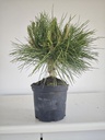 * P 16 Pinus thunbergii, 70 euros con envio gratis peninsula.