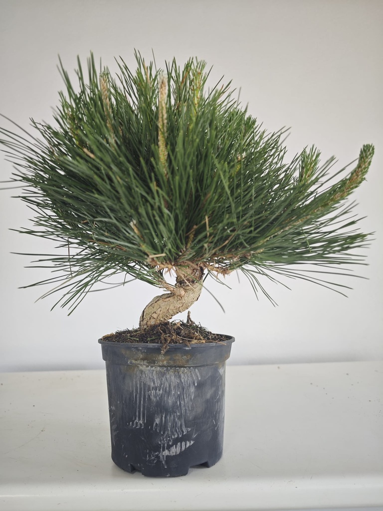 * P 19 Pinus thunbergii, 70 euros con envio gratis peninsula.