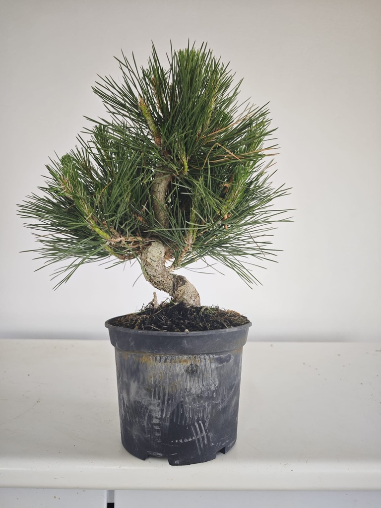 * P 19 Pinus thunbergii, 70 euros con envio gratis peninsula.