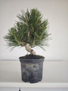 * P 19 Pinus thunbergii, 70 euros con envio gratis peninsula.