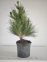 * P 20 Pinus thunbergii, 70 euros con envio gratis peninsula.