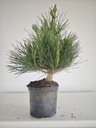 * P 20 Pinus thunbergii, 70 euros con envio gratis peninsula.
