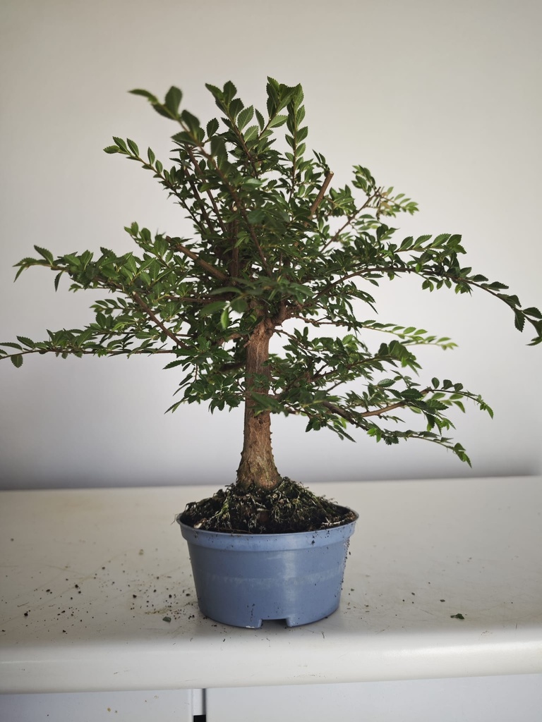 *Ul.2 Olmo nire, 100 euros con envio gratis peninsula.