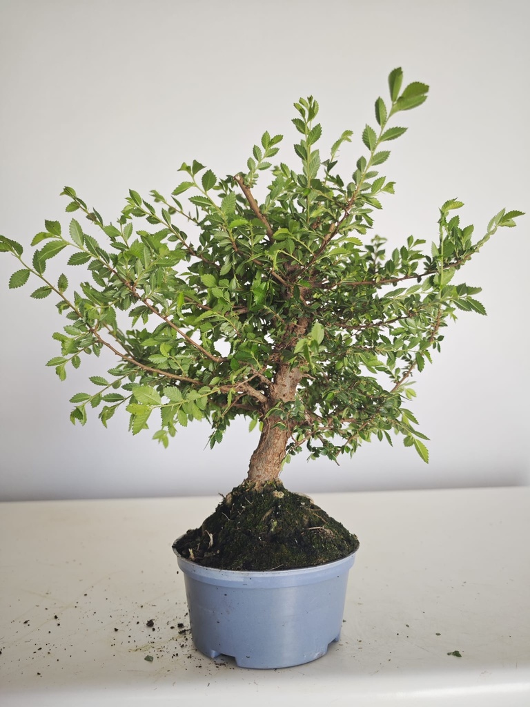 *Ul.3 Olmo nire, 100 euros con envio gratis peninsula.