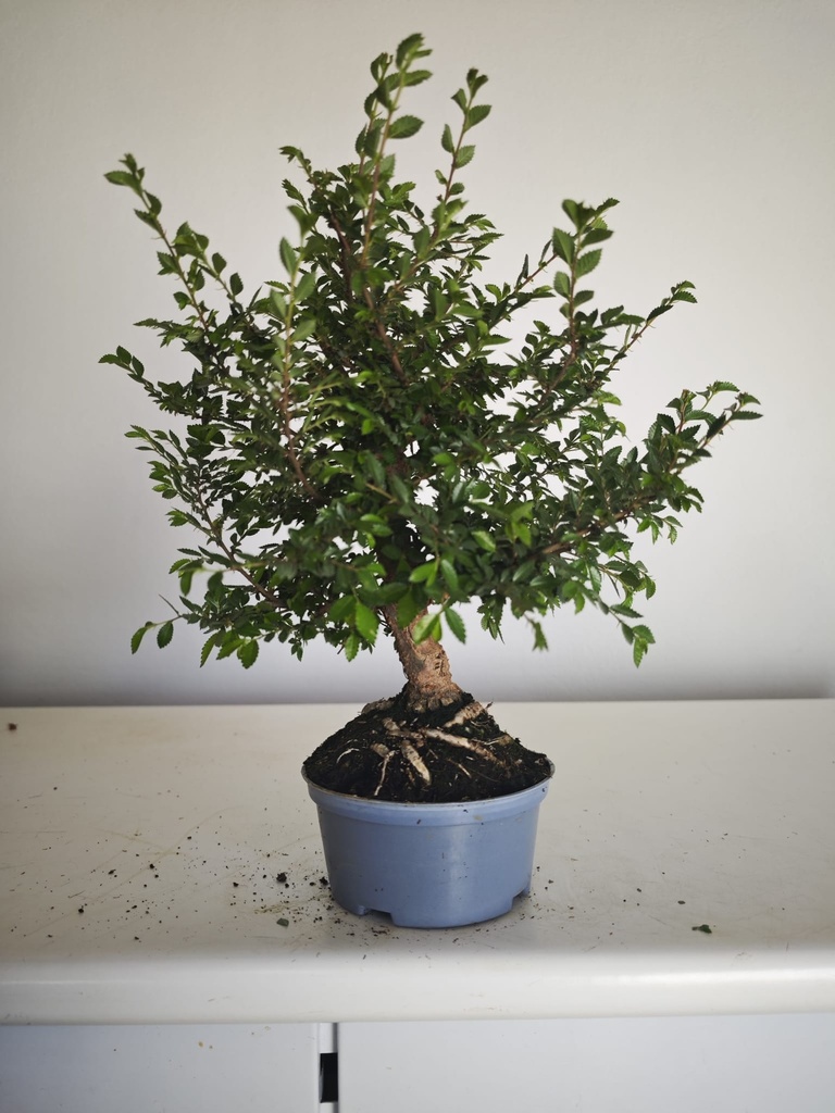 *Ul.3 Olmo nire, 100 euros con envio gratis peninsula.