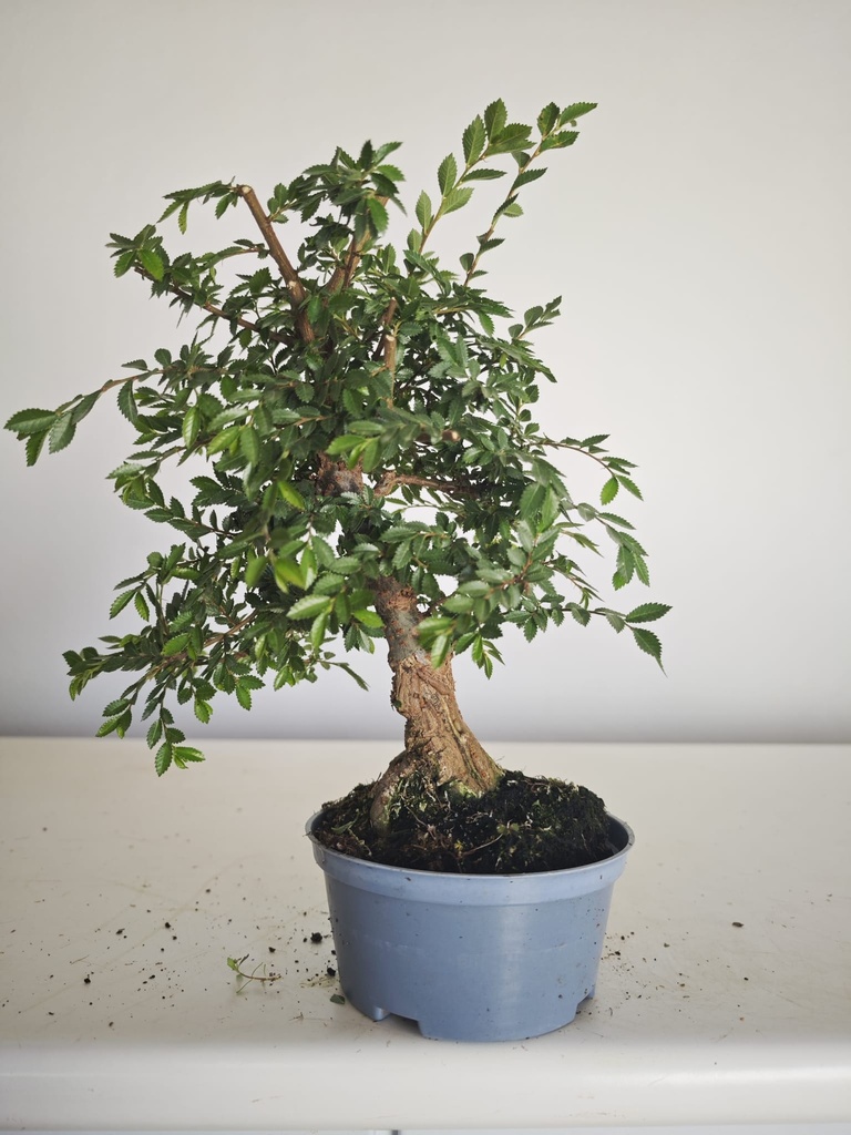 *Ul.4 Olmo nire, 100 euros con envio gratis peninsula.