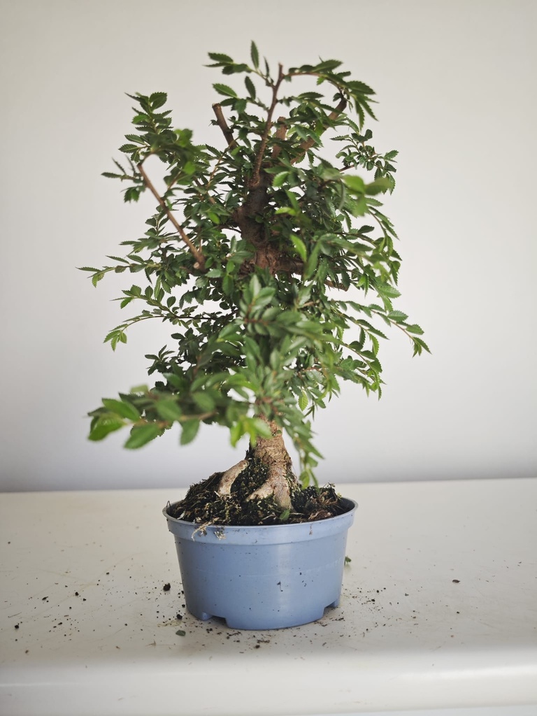 *Ul.4 Olmo nire, 100 euros con envio gratis peninsula.