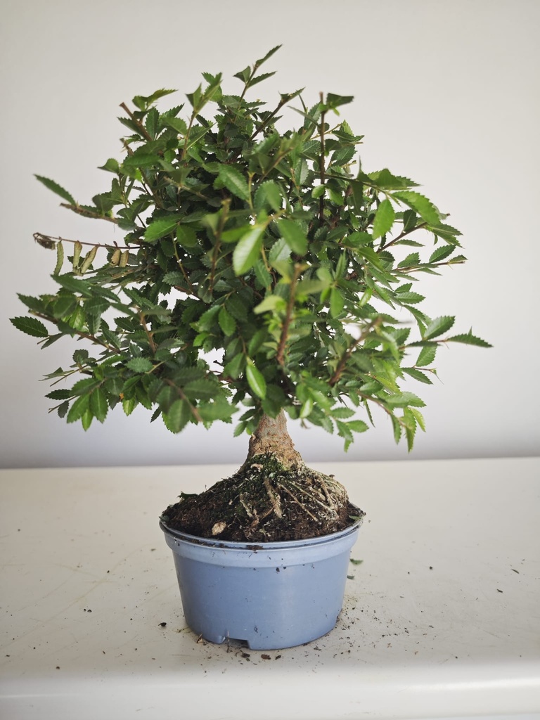 *Ul. 7 Olmo nire, 100 euros con envio gratis peninsula.