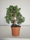 *J 10 Juniperus Chinensis Kishu, 55 euros con envio gratis peninsula.