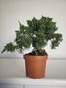 *J 10 Juniperus Chinensis Kishu, 55 euros con envio gratis peninsula.