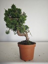*J 11 Juniperus Chinensis Kishu, 55 euros con envio gratis peninsula.