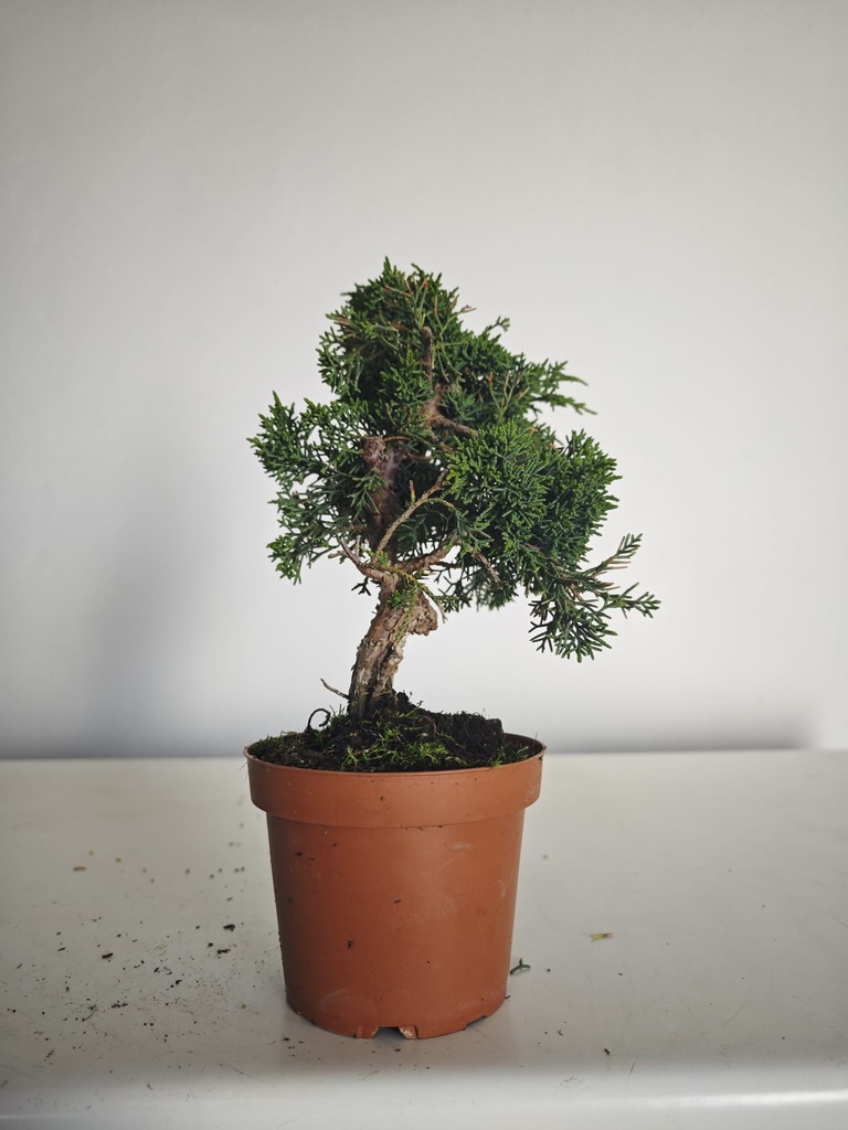 *J 11 Juniperus Chinensis Kishu, 55 euros con envio gratis peninsula.
