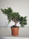 *J 12 Juniperus Chinensis Kishu, 55 euros con envio gratis peninsula.