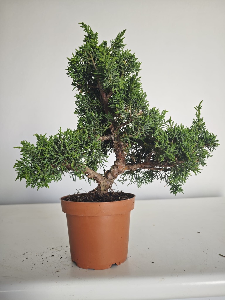 *J 13 Juniperus Chinensis Kishu, 55 euros con envio gratis peninsula.