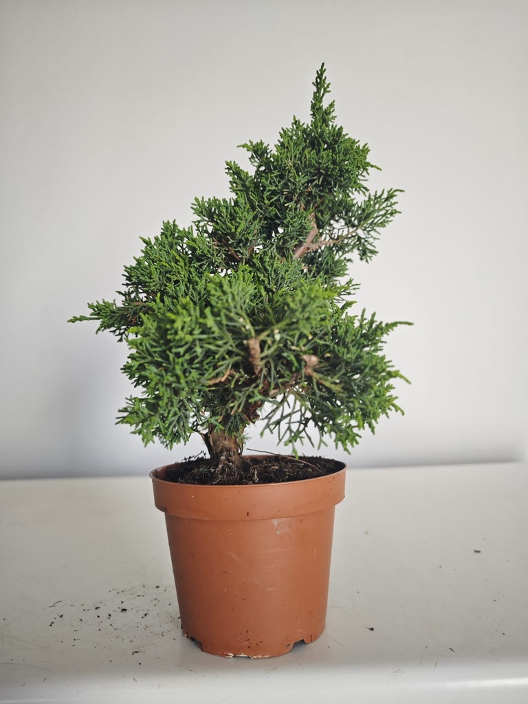*J 14 Juniperus Chinensis Kishu, 55 euros con envio gratis peninsula.