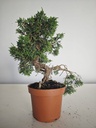 *J 15 Juniperus Chinensis Kishu, 55 euros con envio gratis peninsula.