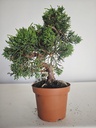 *J 15 Juniperus Chinensis Kishu, 55 euros con envio gratis peninsula.