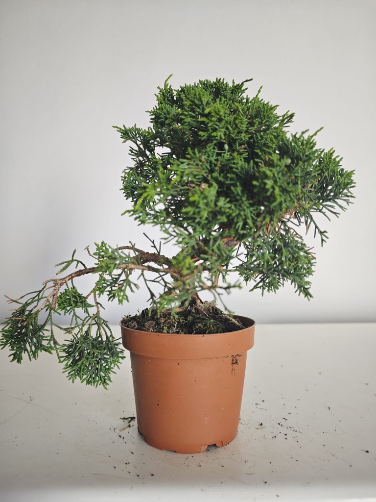 *J 15 Juniperus Chinensis Kishu, 55 euros con envio gratis peninsula.