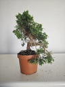 *J 15 Juniperus Chinensis Kishu, 55 euros con envio gratis peninsula.
