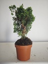 *J 16 Juniperus Chinensis Kishu, 55 euros con envio gratis peninsula.