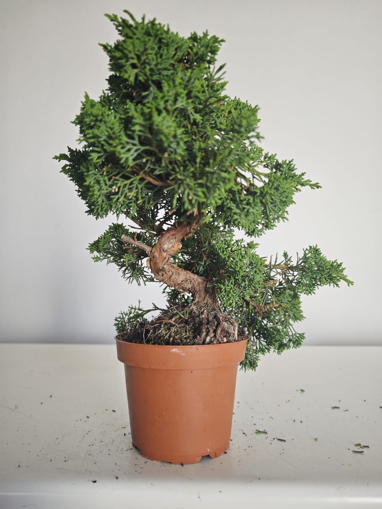*J 1 7Juniperus Chinensis Kishu, 55 euros con envio gratis peninsula.