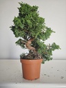 *J 1 7Juniperus Chinensis Kishu, 55 euros con envio gratis peninsula.