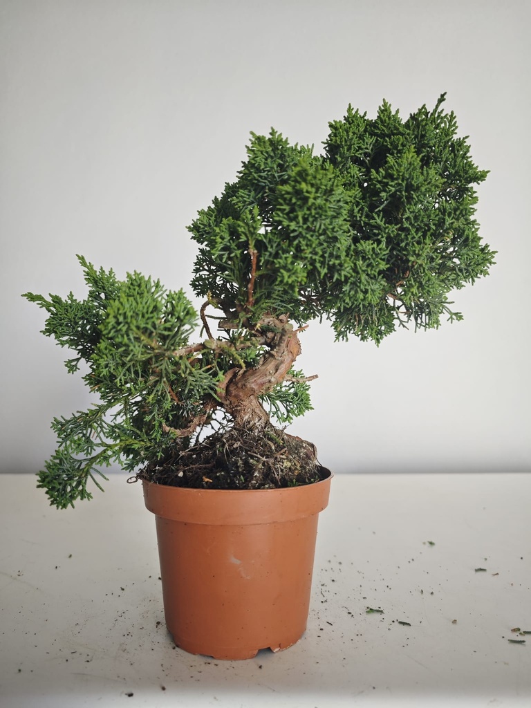 *J 1 7Juniperus Chinensis Kishu, 55 euros con envio gratis peninsula.