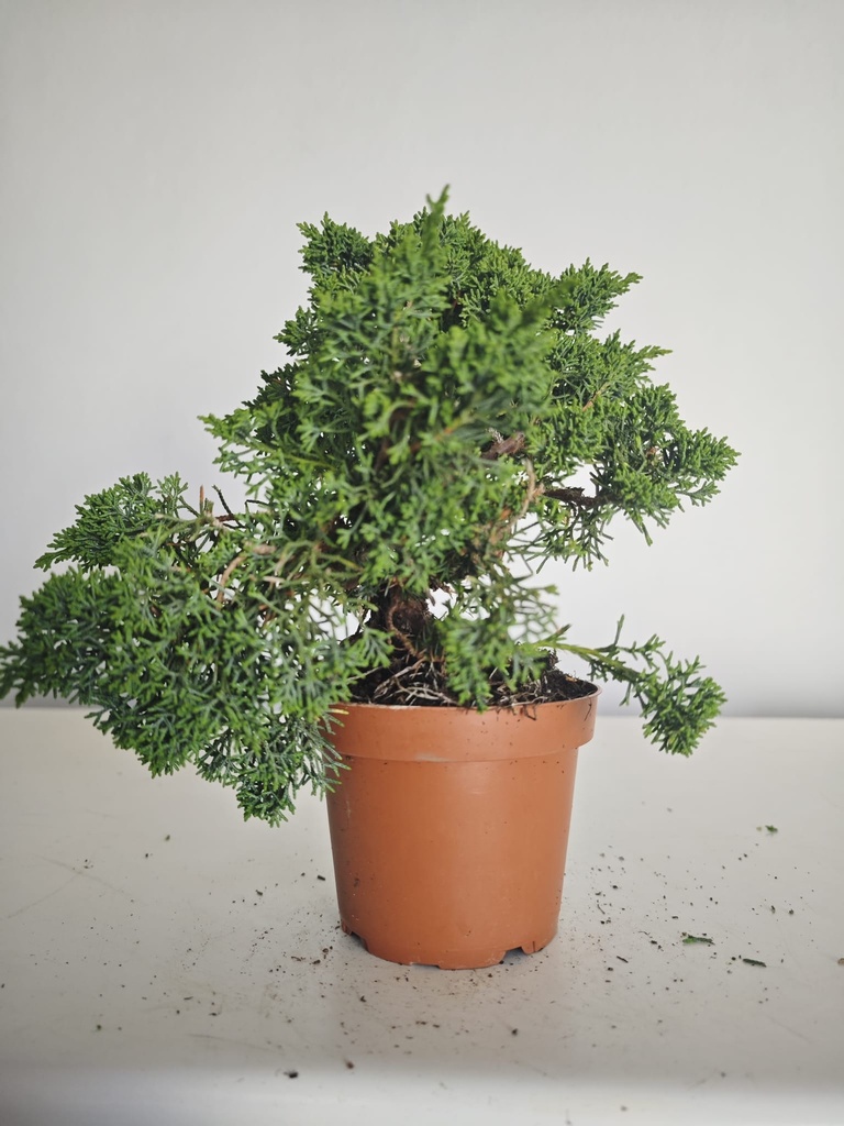 *J 1 7Juniperus Chinensis Kishu, 55 euros con envio gratis peninsula.