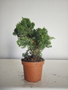 *J 1 8 Juniperus Chinensis Kishu, 55 euros con envio gratis peninsula.