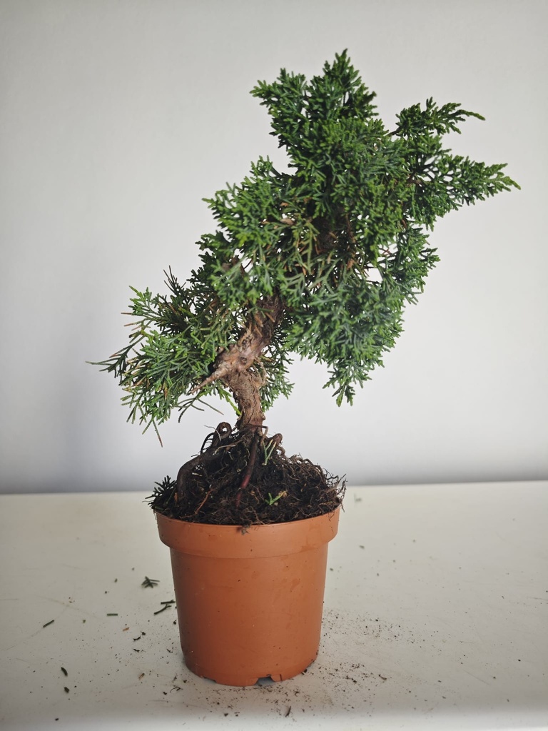 *J 1 9 Juniperus Chinensis Kishu, 55 euros con envio gratis peninsula.