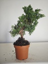 *J 1 9 Juniperus Chinensis Kishu, 55 euros con envio gratis peninsula.
