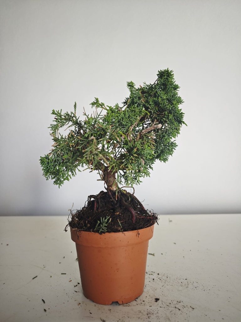 *J 1 9 Juniperus Chinensis Kishu, 55 euros con envio gratis peninsula.