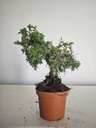 *J 1 9 Juniperus Chinensis Kishu, 55 euros con envio gratis peninsula.