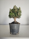 *P 25 Pinus thubergii seniyumaru 100 euros con envio gratis peninsula.