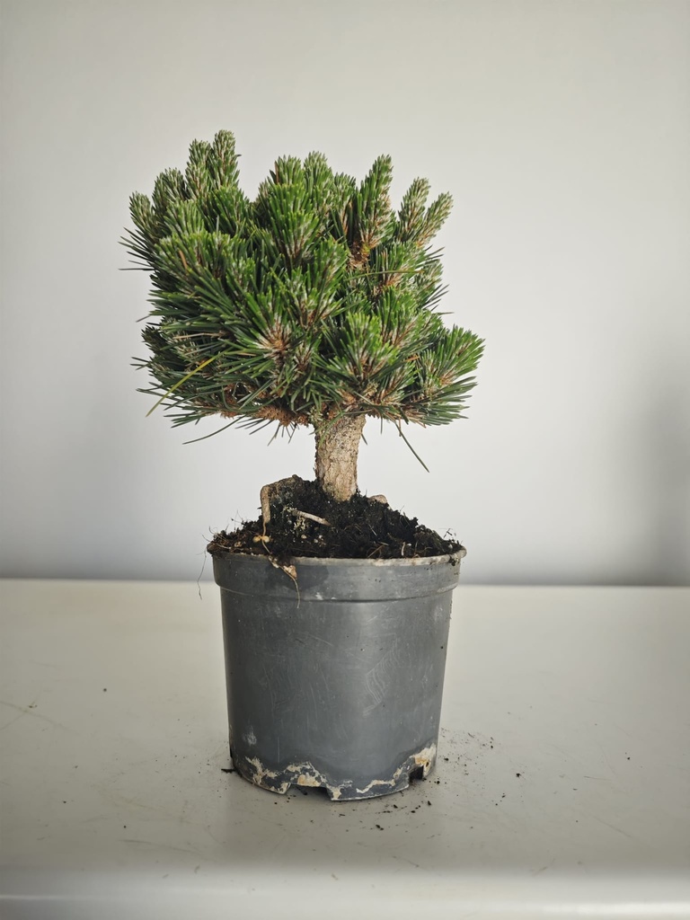 *P 25 Pinus thubergii seniyumaru 100 euros con envio gratis peninsula.