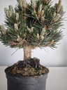 *P 25 Pinus thubergii seniyumaru 100 euros con envio gratis peninsula.