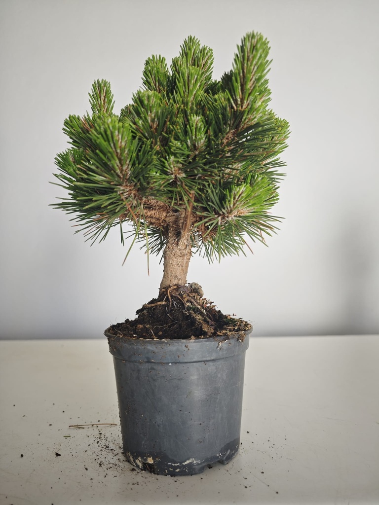 *P 26 Pinus thubergii seniyumaru 100 euros con envio gratis peninsula.