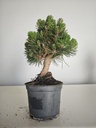 *P 26 Pinus thubergii seniyumaru 100 euros con envio gratis peninsula.