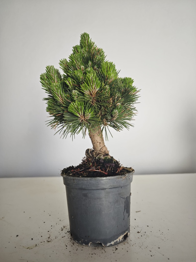 *P 26 Pinus thubergii seniyumaru 100 euros con envio gratis peninsula.