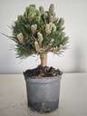 *P 27 Pinus thubergii seniyumaru 100 euros con envio gratis peninsula.