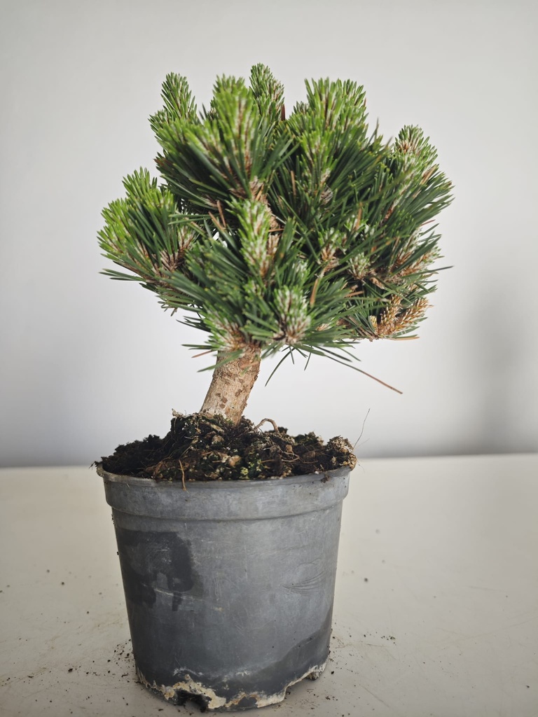 *P 27 Pinus thubergii seniyumaru 100 euros con envio gratis peninsula.