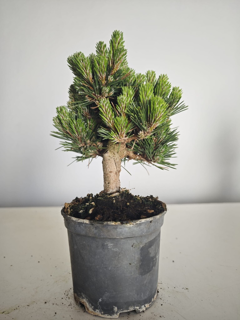 *P 27 Pinus thubergii seniyumaru 100 euros con envio gratis peninsula.