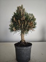 *P 28 Pinus thubergii seniyumaru 100 euros con envio gratis peninsula.