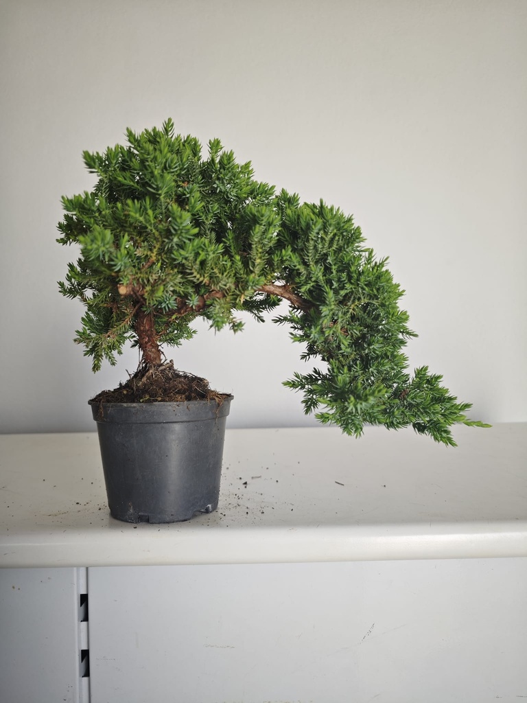 *J 21 Juniperus chinensis kyushu med 80 euros con envio gratis peninsula.