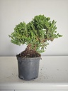 *J 21 Juniperus chinensis kyushu med 80 euros con envio gratis peninsula.