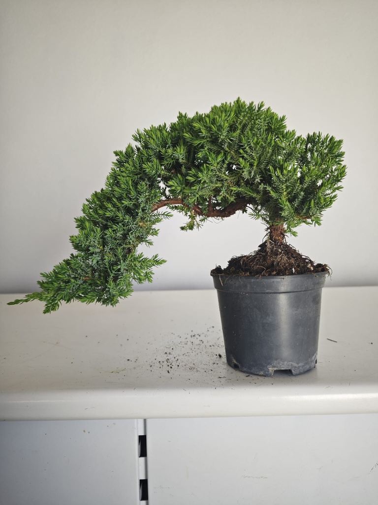 *J 21 Juniperus chinensis kyushu med 80 euros con envio gratis peninsula.