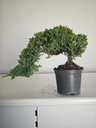 *J 21 Juniperus chinensis kyushu med 80 euros con envio gratis peninsula.