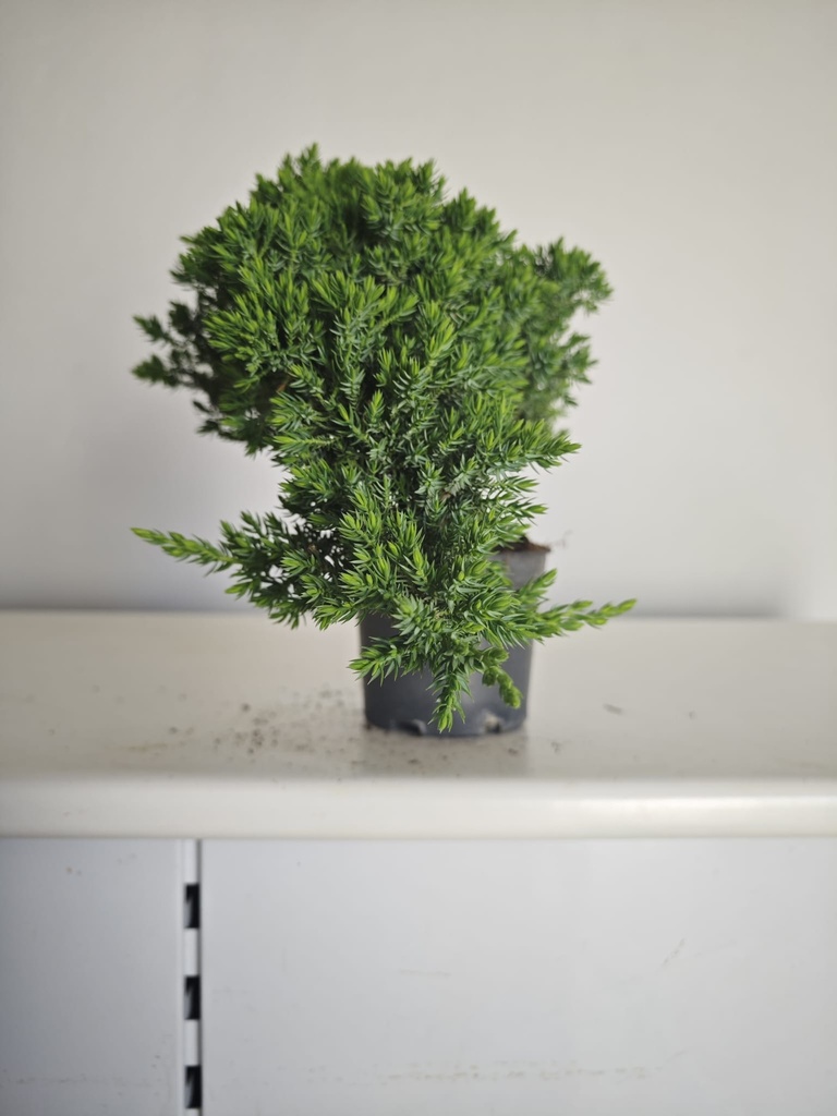 *J 21 Juniperus chinensis kyushu med 80 euros con envio gratis peninsula.